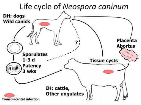  Neospora!  A Microscopic Parasite Lurking Within, Threatening the Health of Farm Animals