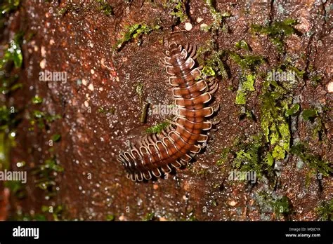  Flatback Millipede: Discover This Delightful Dweller with Many Legs - A True Master of Subterranean Life!